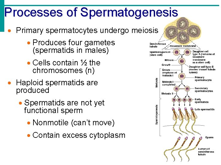 Processes of Spermatogenesis Primary spermatocytes undergo meiosis Produces four gametes (spermatids in males) Cells