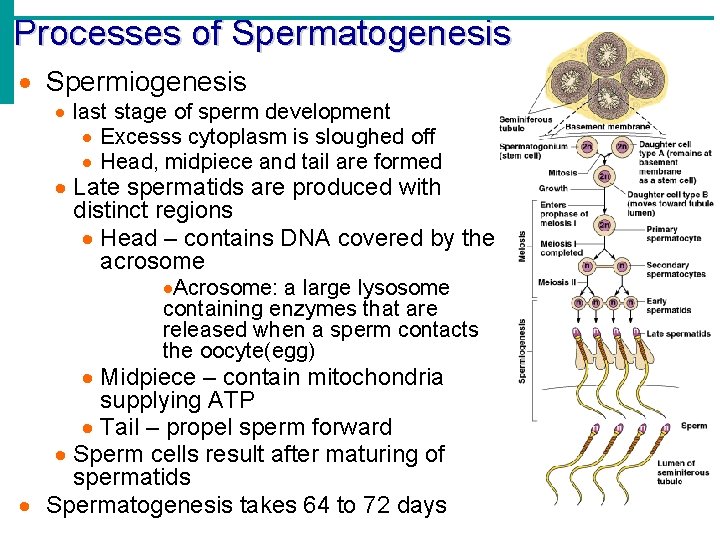 Processes of Spermatogenesis Spermiogenesis last stage of sperm development Excesss cytoplasm is sloughed off