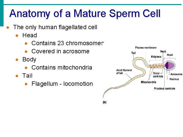 Anatomy of a Mature Sperm Cell The only human flagellated cell Head Contains 23