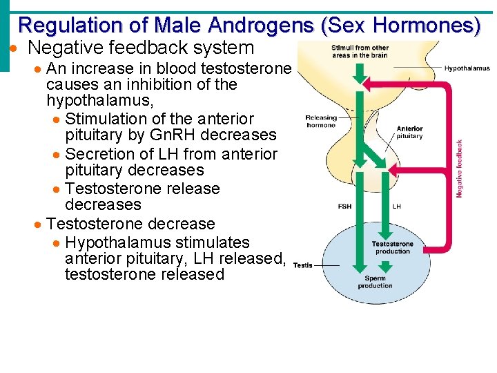 Regulation of Male Androgens (Sex Hormones) Negative feedback system An increase in blood testosterone