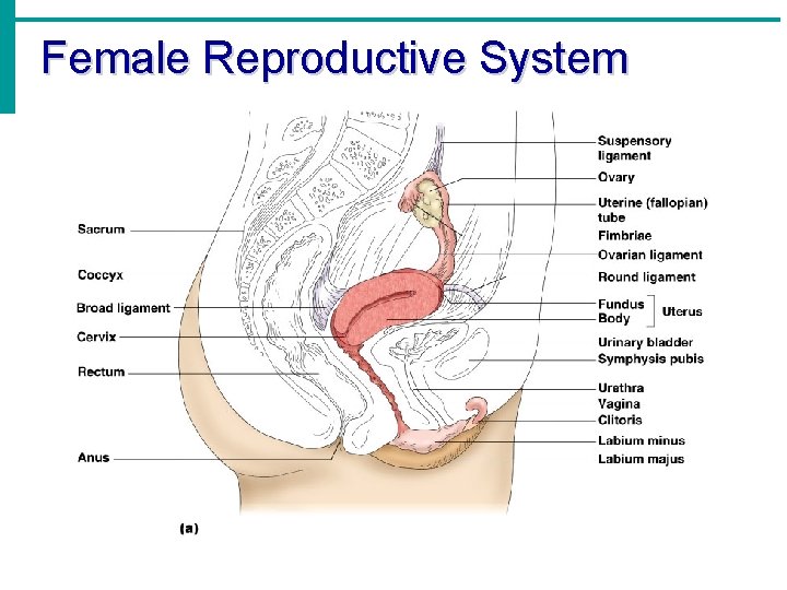 Female Reproductive System 