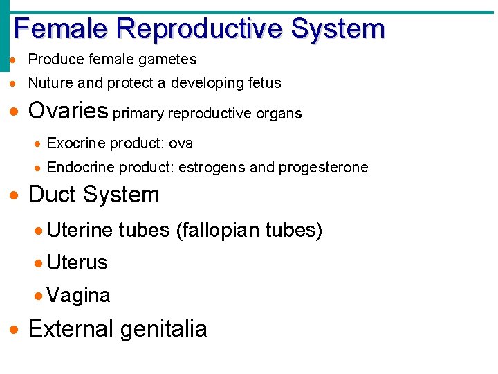 Female Reproductive System Produce female gametes Nuture and protect a developing fetus Ovaries primary