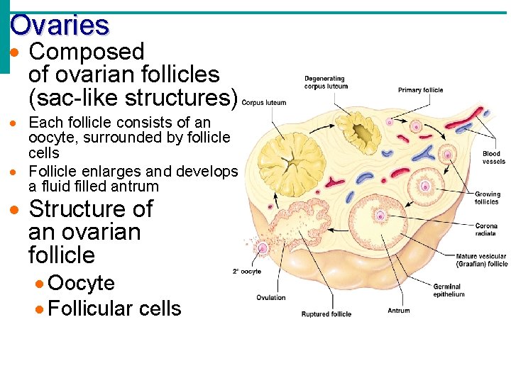Ovaries Composed of ovarian follicles (sac-like structures) Each follicle consists of an oocyte, surrounded