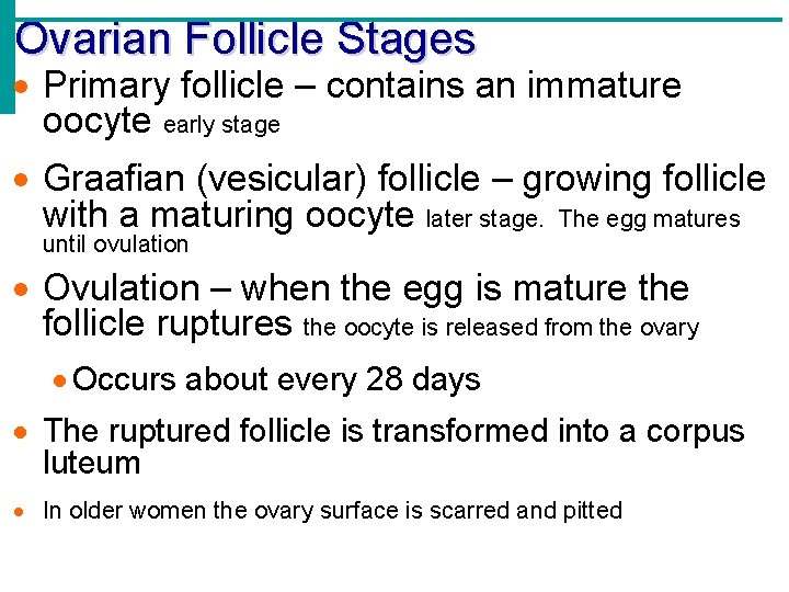 Ovarian Follicle Stages Primary follicle – contains an immature oocyte early stage Graafian (vesicular)