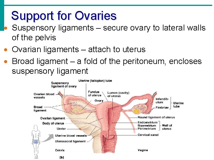 Support for Ovaries Suspensory ligaments – secure ovary to lateral walls of the pelvis