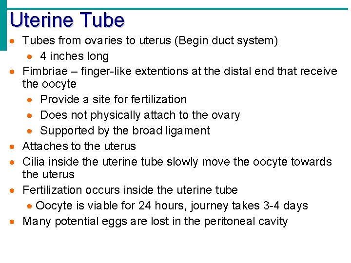 Uterine Tubes from ovaries to uterus (Begin duct system) 4 inches long Fimbriae –