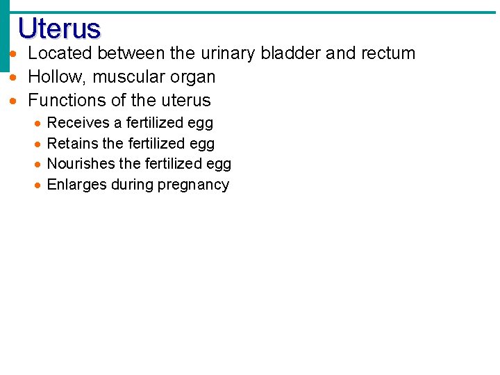 Uterus Located between the urinary bladder and rectum Hollow, muscular organ Functions of the
