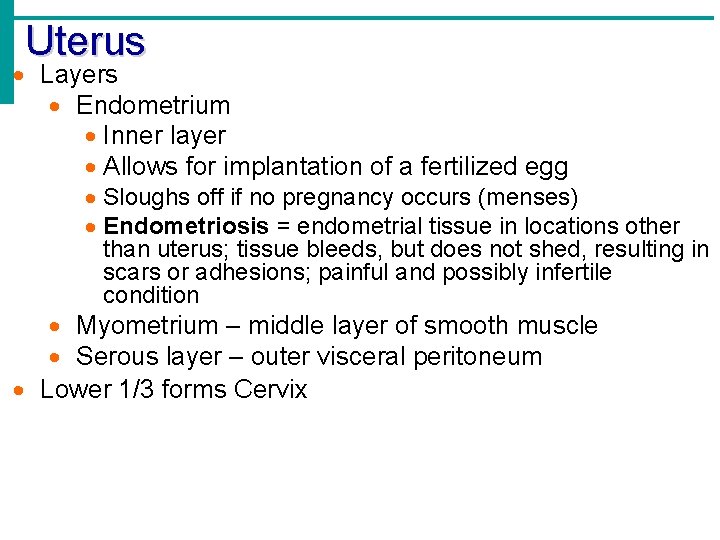 Uterus Layers Endometrium Inner layer Allows for implantation of a fertilized egg Sloughs off