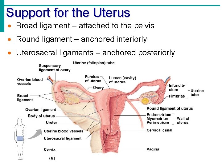 Support for the Uterus Broad ligament – attached to the pelvis Round ligament –
