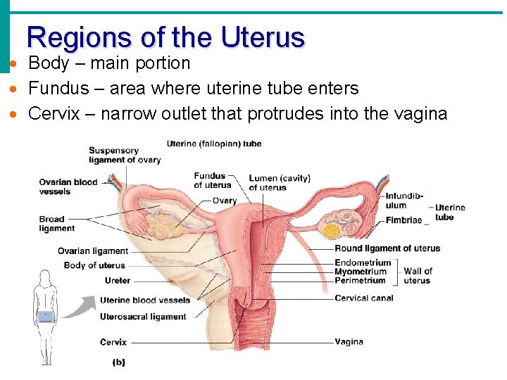 Regions of the Uterus Body – main portion Fundus – area where uterine tube