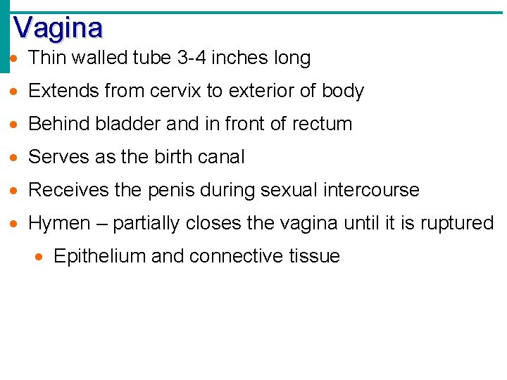 Vagina Thin walled tube 3 -4 inches long Extends from cervix to exterior of