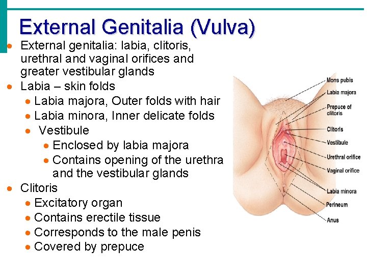 External Genitalia (Vulva) External genitalia: labia, clitoris, urethral and vaginal orifices and greater vestibular
