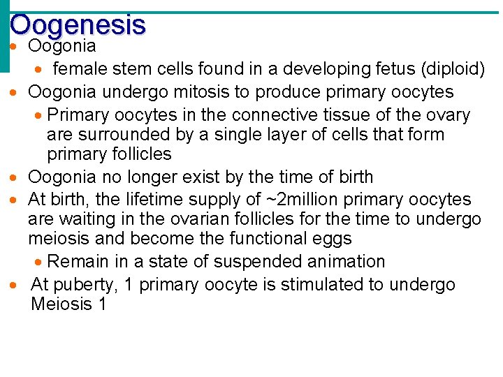 Oogenesis Oogonia female stem cells found in a developing fetus (diploid) Oogonia undergo mitosis