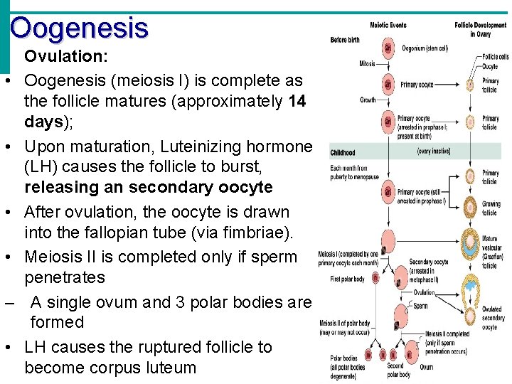Oogenesis • Ovulation: • Oogenesis (meiosis I) is complete as the follicle matures (approximately