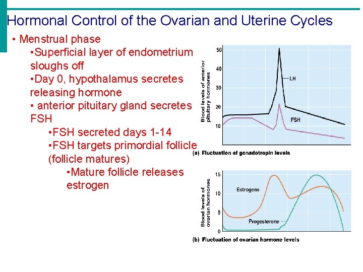 Hormonal Control of the Ovarian and Uterine Cycles • Menstrual phase • Superficial layer