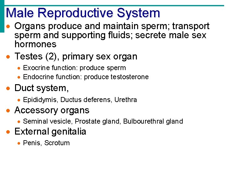 Male Reproductive System Organs produce and maintain sperm; transport sperm and supporting fluids; secrete
