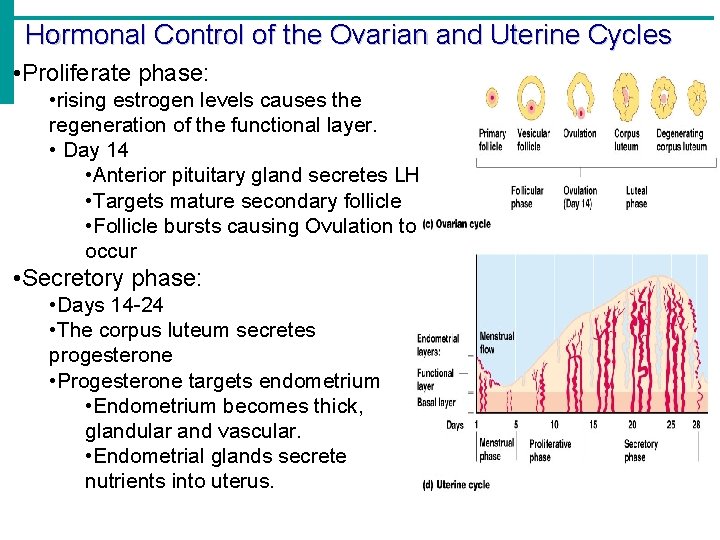 Hormonal Control of the Ovarian and Uterine Cycles • Proliferate phase: • rising estrogen