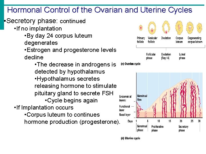 Hormonal Control of the Ovarian and Uterine Cycles • Secretory phase: continued • If