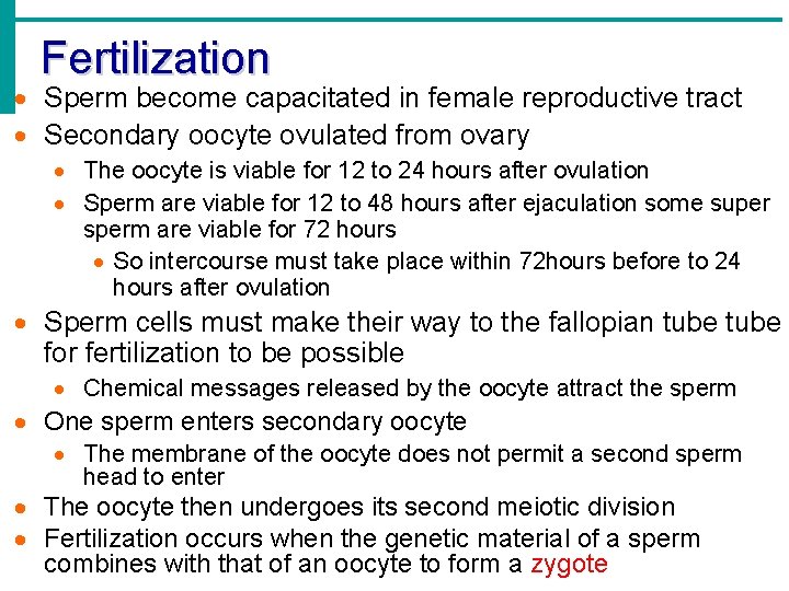 Fertilization Sperm become capacitated in female reproductive tract Secondary oocyte ovulated from ovary The