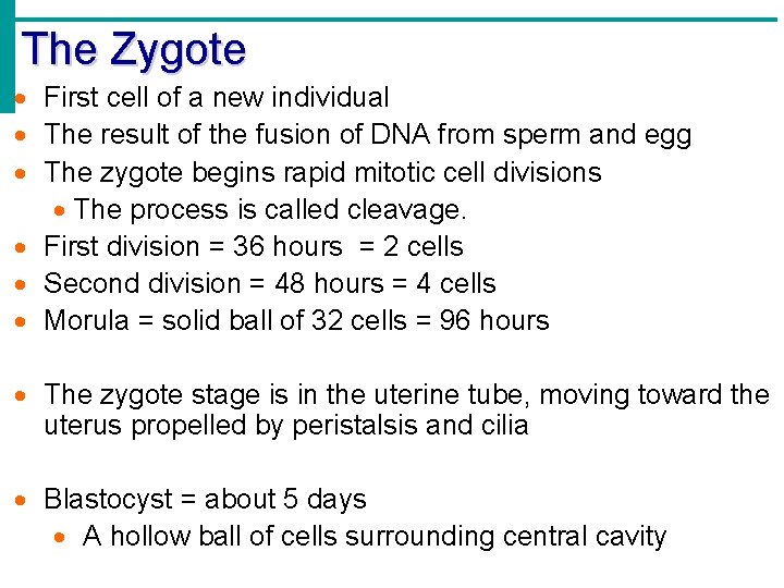 The Zygote First cell of a new individual The result of the fusion of
