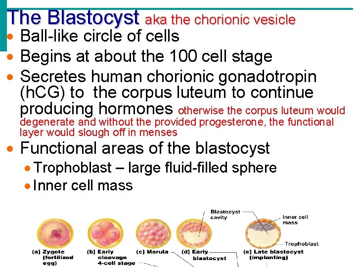 The Blastocyst aka the chorionic vesicle Ball-like circle of cells Begins at about the
