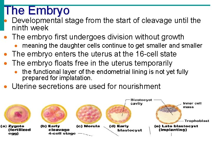 The Embryo Developmental stage from the start of cleavage until the ninth week The