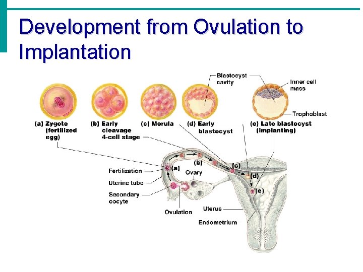 Development from Ovulation to Implantation 