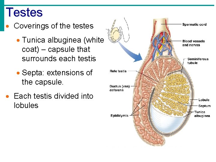 Testes Coverings of the testes Tunica albuginea (white coat) – capsule that surrounds each