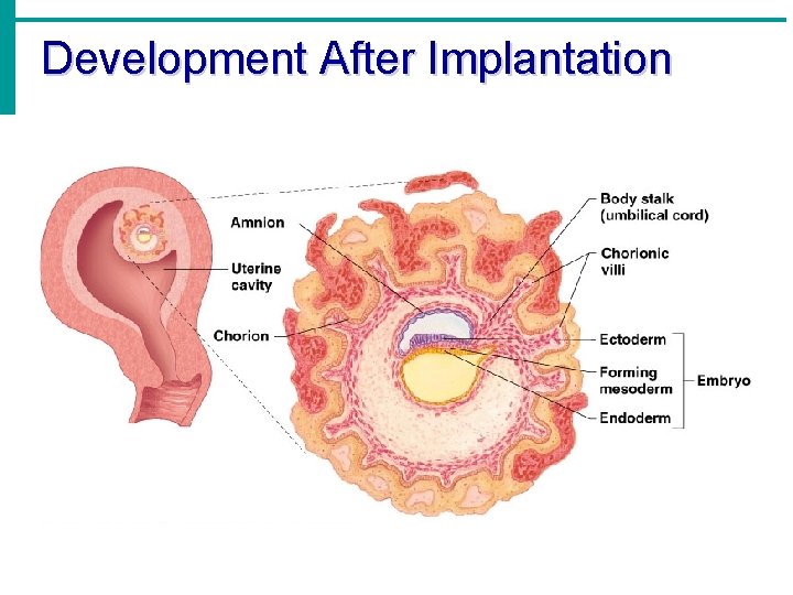 Development After Implantation 