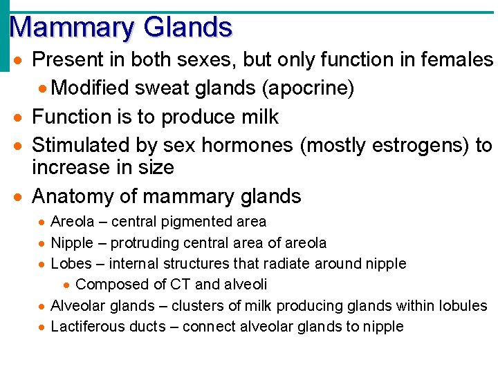 Mammary Glands Present in both sexes, but only function in females Modified sweat glands
