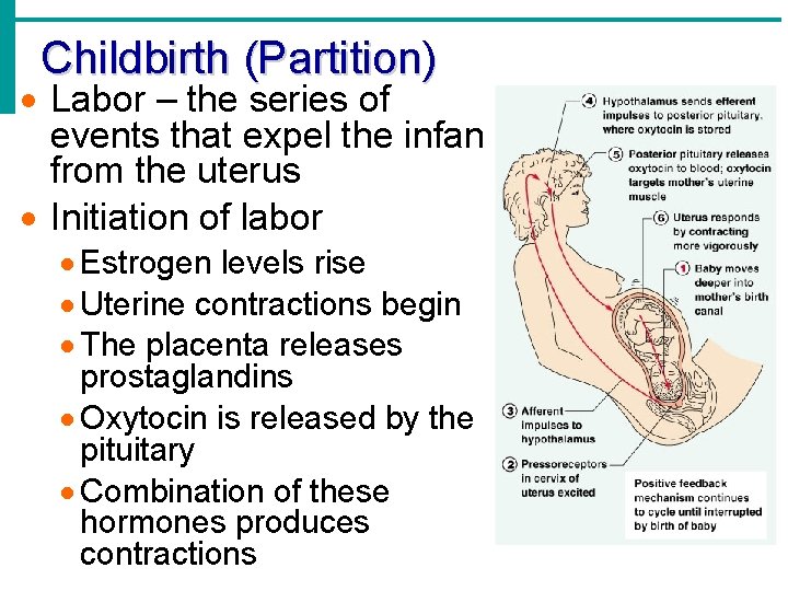 Childbirth (Partition) Labor – the series of events that expel the infant from the