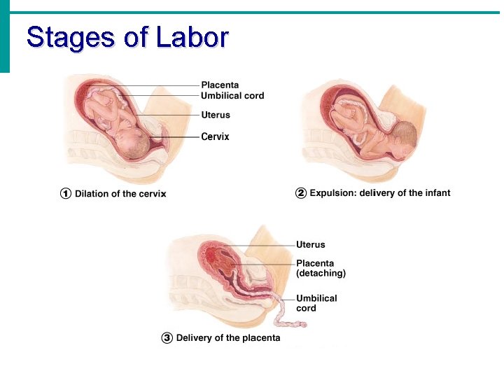 Stages of Labor 
