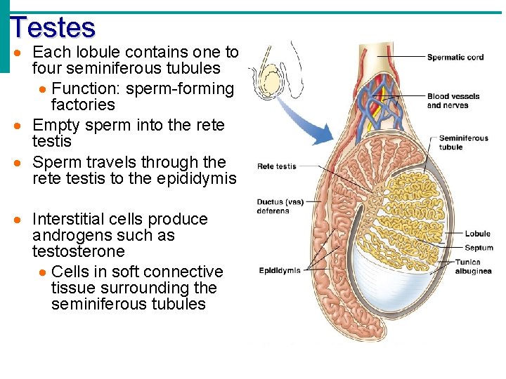 Testes Each lobule contains one to four seminiferous tubules Function: sperm-forming factories Empty sperm