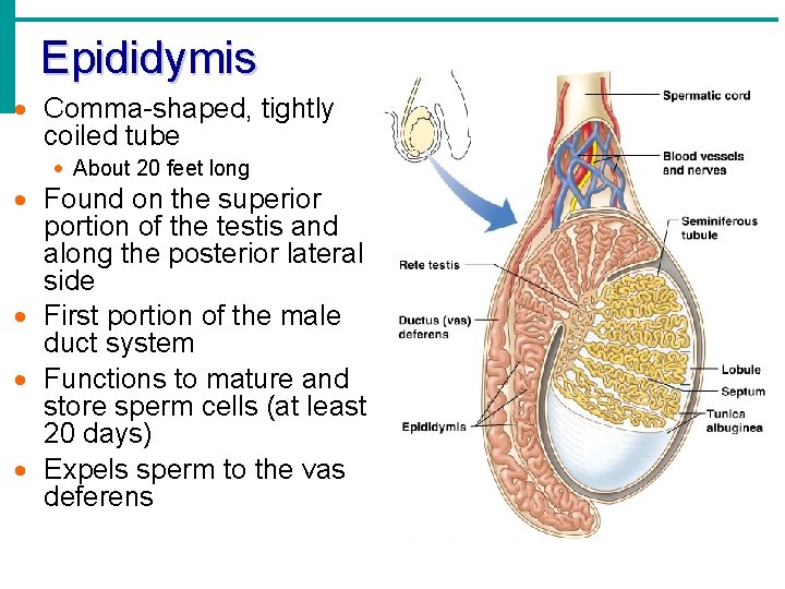 Epididymis Comma-shaped, tightly coiled tube About 20 feet long Found on the superior portion