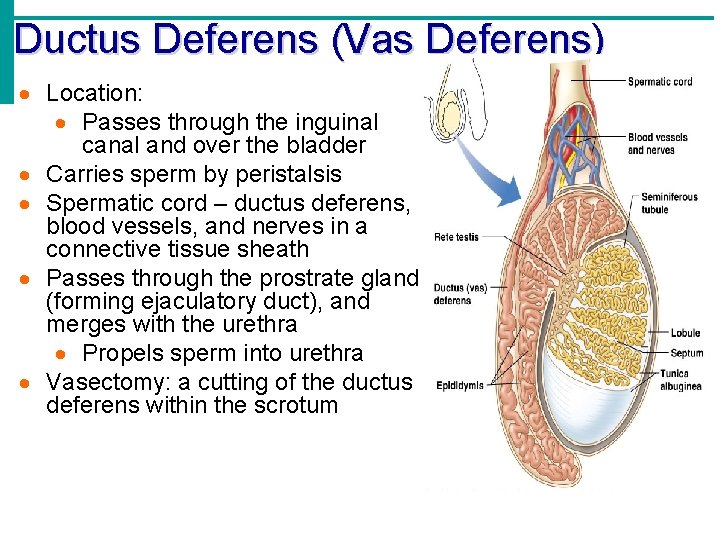 Ductus Deferens (Vas Deferens) Location: Passes through the inguinal canal and over the bladder