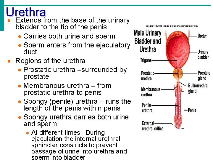 Urethra Extends from the base of the urinary bladder to the tip of the
