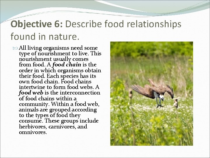 Objective 6: Describe food relationships found in nature. All living organisms need some type