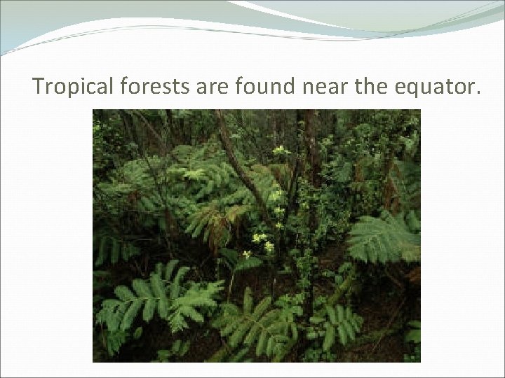 Tropical forests are found near the equator. 