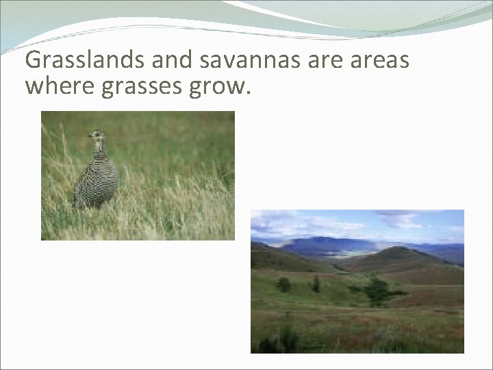 Grasslands and savannas areas where grasses grow. 