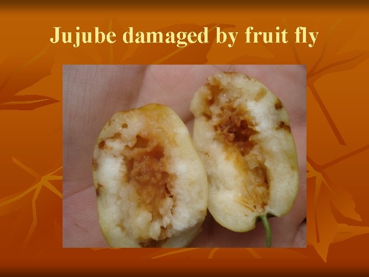 Jujube damaged by fruit fly 