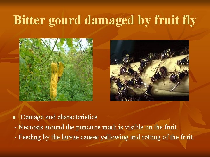 Bitter gourd damaged by fruit fly Damage and characteristics - Necrosis around the puncture