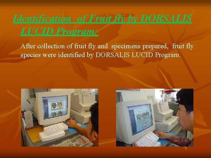 Identification of Fruit fly by DORSALIS LUCID Program: After collection of fruit fly and