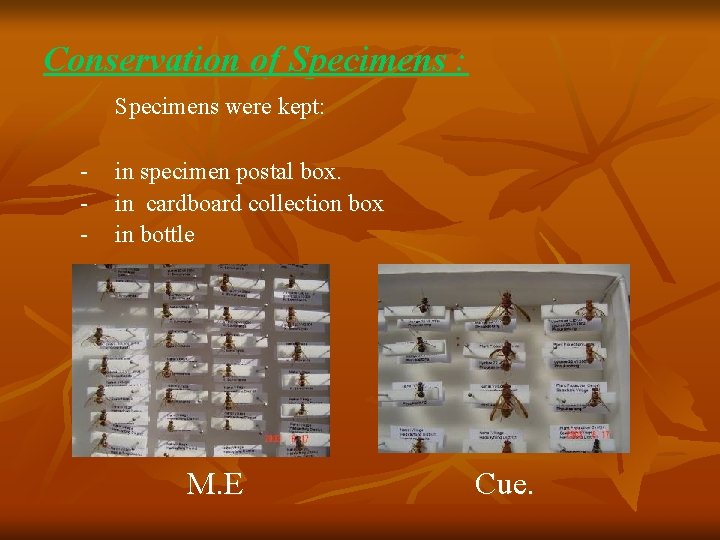 Conservation of Specimens : Specimens were kept: - in specimen postal box. in cardboard