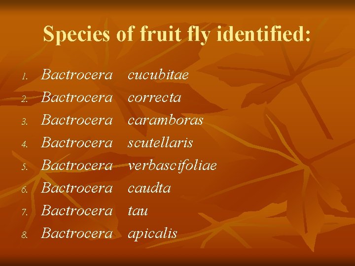 Species of fruit fly identified: 1. 2. 3. 4. 5. 6. 7. 8. Bactrocera
