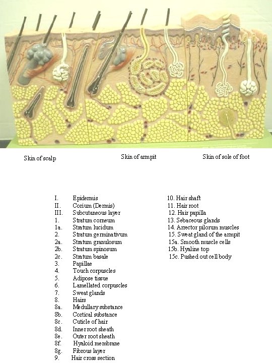 Skin of scalp I. III. 1. 1 a. 2. 2 a. 2 b. 2