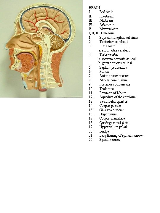 BRAIN I. End brain II. Interbrain III. Midbrain IV. Afterbrain V. Marrowbrain I, III