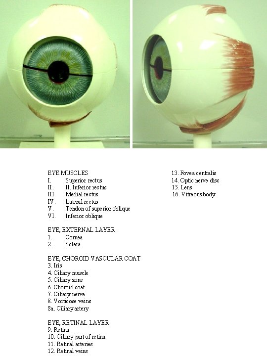 EYE MUSCLES I. Superior rectus II. Inferior rectus III. Medial rectus IV. Lateral rectus