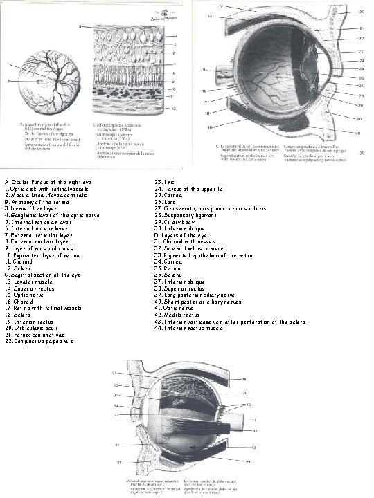 A. Ocular Fundus of the right eye 1. Optic disk with retinal vessels 2.