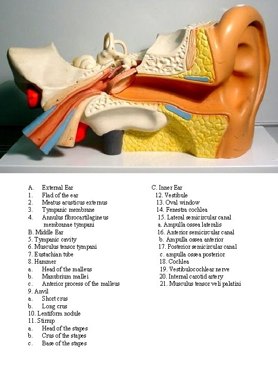 A. 1. 2. 3. 4. External Ear Flad of the ear Meatus acusticus externus