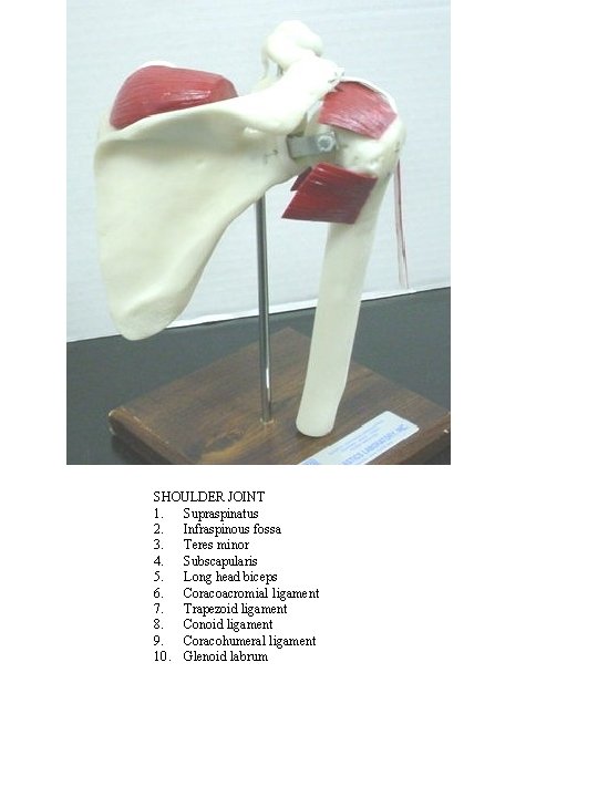 SHOULDER JOINT 1. Supraspinatus 2. Infraspinous fossa 3. Teres minor 4. Subscapularis 5. Long